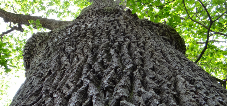Taille des arbres Saint-Calais