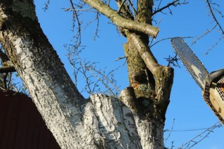 Tailledesarbres5