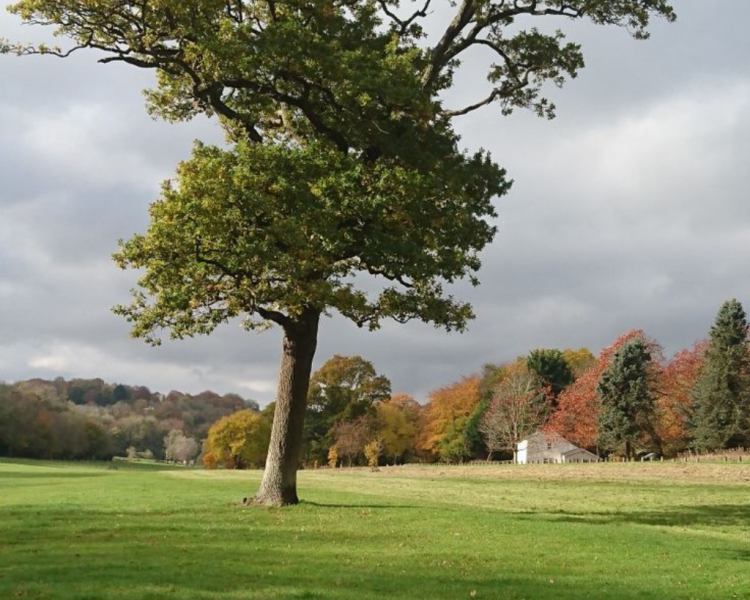 Taille des arbres Savigny-sur-Braye, Épuisay