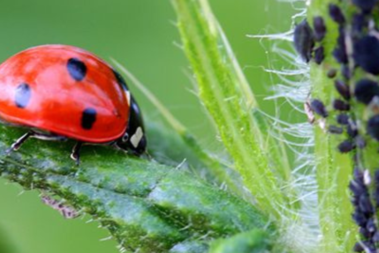Soin des plantes Saint-Calais