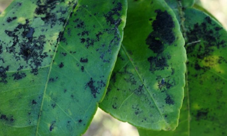 Soin des plantes Mondoubleau