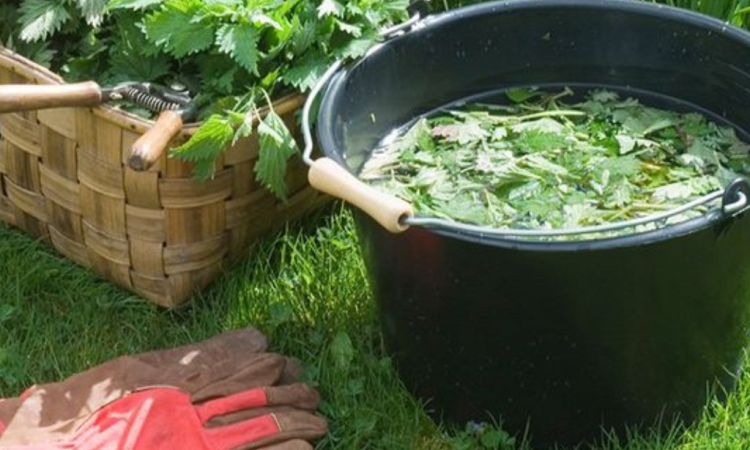 Soin des plantes Épuisay